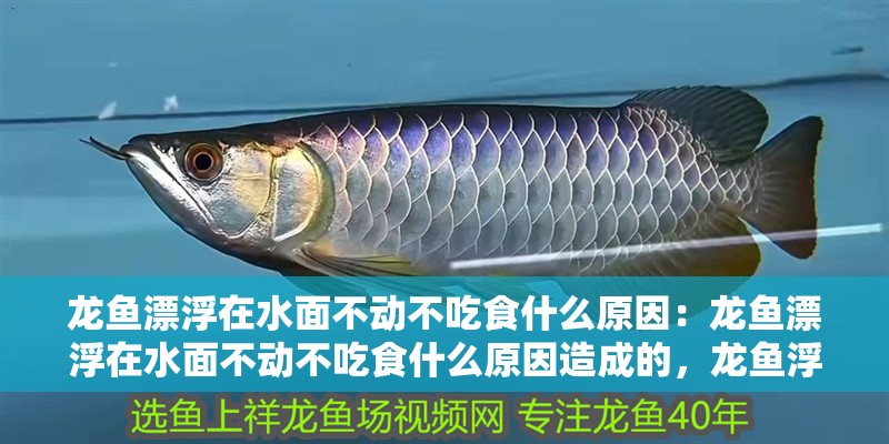 龍魚漂浮在水面不動不吃食什么原因：龍魚漂浮在水面不動不吃食什么原因造成的，龍魚浮于水面不動且拒食