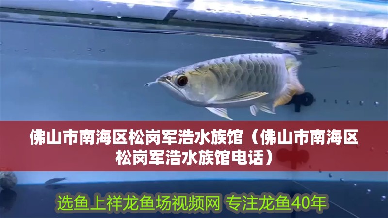 佛山市南海區(qū)松崗軍浩水族館（佛山市南海區(qū)松崗軍浩水族館電話）