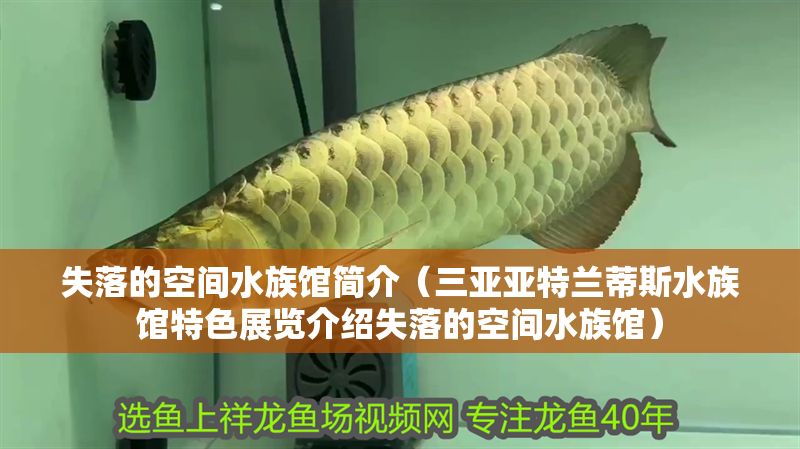 失落的空間水族館簡介（三亞亞特蘭蒂斯水族館特色展覽介紹失落的空間水族館）