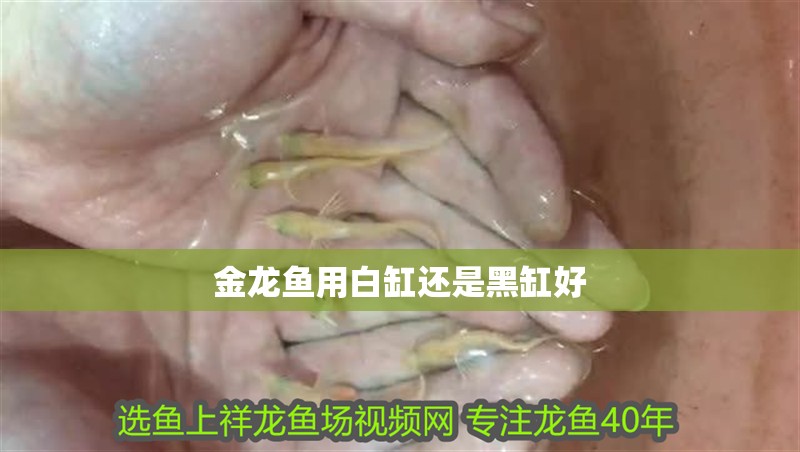 金龍魚用白缸還是黑缸好
