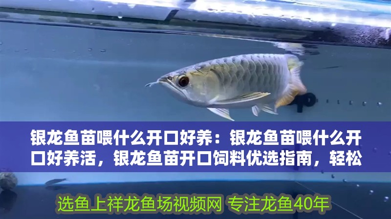 銀龍魚苗喂什么開口好養(yǎng)：銀龍魚苗喂什么開口好養(yǎng)活，銀龍魚苗開口飼料優(yōu)選指南，輕松實(shí)現(xiàn)好養(yǎng)目標(biāo)