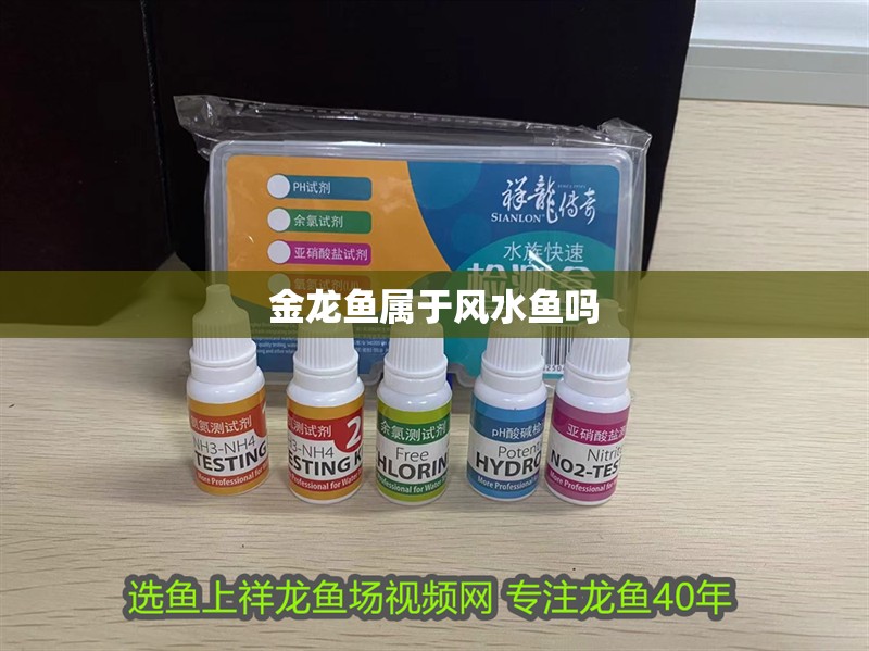 金龍魚屬于風(fēng)水魚嗎