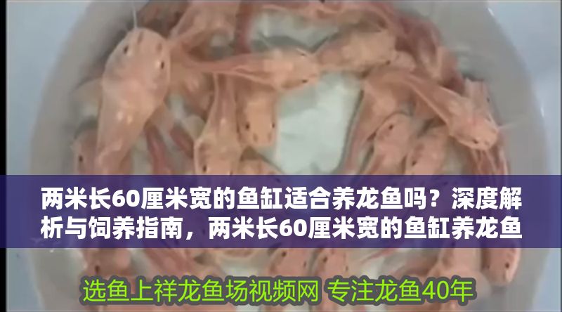兩米長60厘米寬的魚缸適合養(yǎng)龍魚嗎？深度解析與飼養(yǎng)指南，兩米長60厘米寬的魚缸養(yǎng)龍魚，深度解析與飼養(yǎng)指南 兩米長60厘米寬的魚缸適合養(yǎng)龍魚嗎？深度解析與飼養(yǎng)指南，兩米長60厘米寬的魚缸養(yǎng)龍魚，深度解析與飼養(yǎng)指南 龍魚百科 第1張