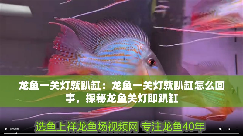 龍魚一關燈就趴缸：龍魚一關燈就趴缸怎么回事，探秘龍魚關燈即趴缸 龍魚一關燈就趴缸：龍魚一關燈就趴缸怎么回事，探秘龍魚關燈即趴缸 水族問答