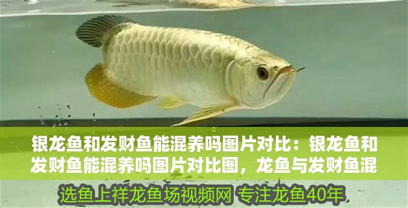 銀龍魚和發財魚能混養嗎圖片對比：銀龍魚和發財魚能混養嗎圖片對比圖，龍魚與發財魚混養可行性圖片