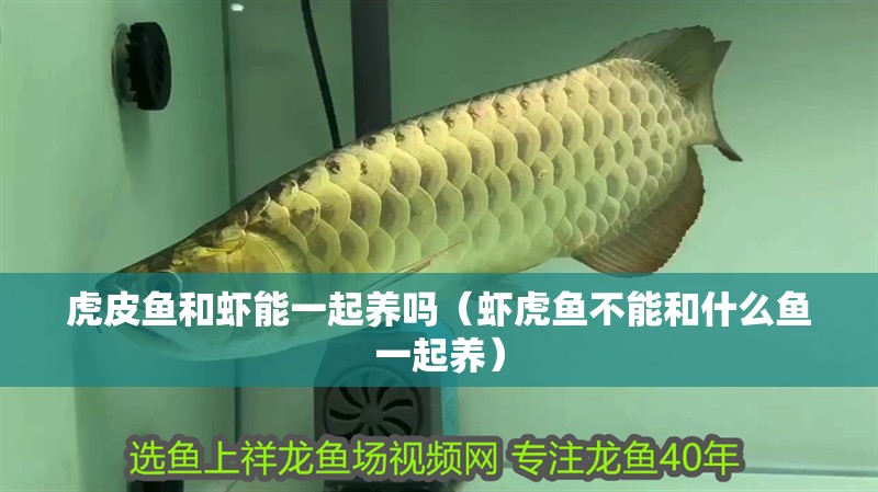 虎皮魚和蝦能一起養嗎（蝦虎魚不能和什么魚一起養） 虎皮魚和蝦能一起養嗎（蝦虎魚不能和什么魚一起養） 虎魚百科