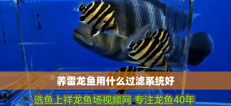 養(yǎng)雷龍魚用什么過濾系統(tǒng)好