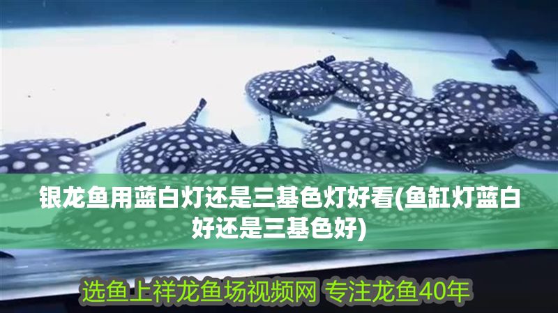 銀龍魚用藍白燈還是三基色燈好看(魚缸燈藍白好還是三基色好)