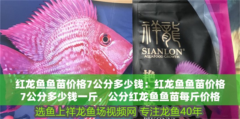 紅龍魚魚苗價格7公分多少錢：紅龍魚魚苗價格7公分多少錢一斤，公分紅龍魚魚苗每斤價格