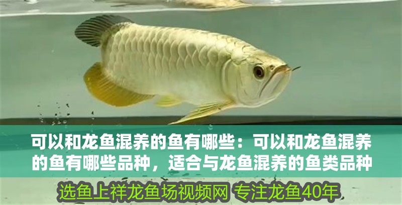 可以和龍魚混養的魚有哪些:可以和龍魚混養的魚有哪些品種,適合與龍魚混養的魚類品種 水族問答 可以和龍魚混養的魚有哪些:可以和龍魚混養的魚有哪些品種,適合與龍魚混養的魚類品種 可以和龍魚混養的魚有哪些:可以和龍魚混養的魚有哪些品種,適合與龍魚混養的魚類品種 水族問答