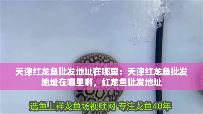 天津紅龍魚批發地址在哪里：天津紅龍魚批發地址在哪里啊，紅龍魚批發地址