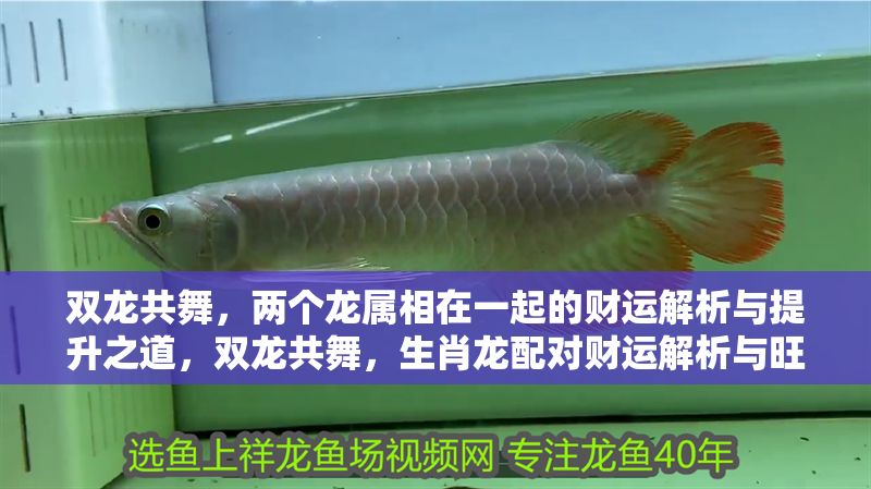 雙龍共舞，兩個龍屬相在一起的財運解析與提升之道，雙龍共舞，生肖龍配對財運解析與旺運指南