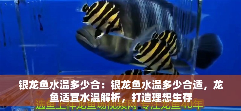 銀龍魚水溫多少合：銀龍魚水溫多少合適，龍魚適宜水溫解析，打造理想生存