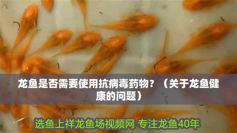 龍魚是否需要使用抗病毒藥物？（關(guān)于龍魚健康的問題）