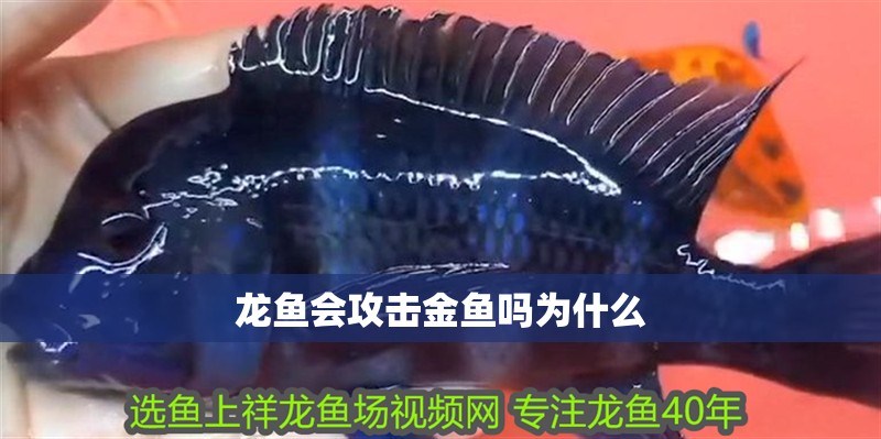 龍魚會攻擊金魚嗎為什么