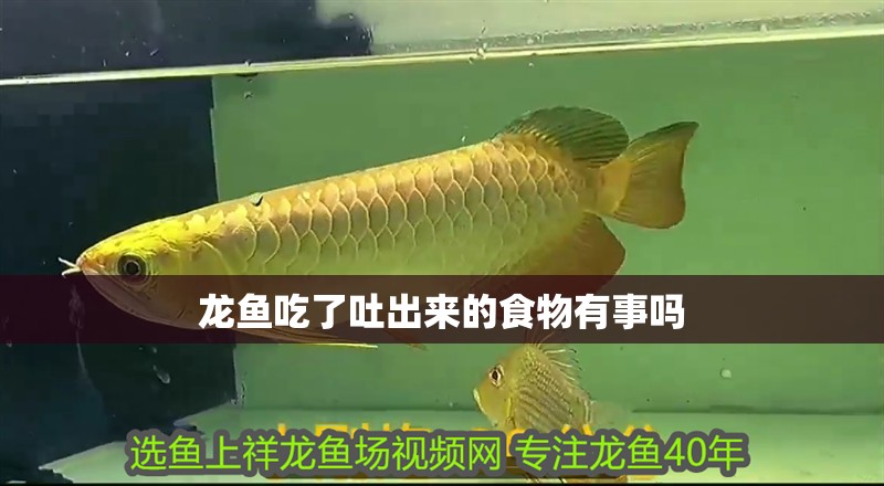 龍魚吃了吐出來的食物有事嗎
