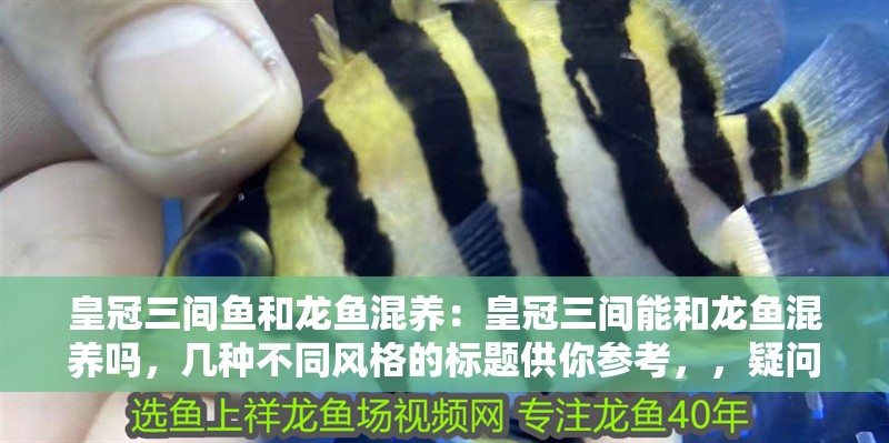 皇冠三間魚和龍魚混養：皇冠三間能和龍魚混養嗎，幾種不同風格的標題供你參考，，疑問式，皇冠三間魚與龍魚能否成功混養？，揭秘式，深度解析，皇冠三間魚和龍魚混養可行性，實用指南風，必看！皇冠三間魚與龍魚混養全攻略