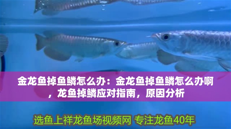 金龍魚掉魚鱗怎么辦：金龍魚掉魚鱗怎么辦啊，龍魚掉鱗應(yīng)對(duì)指南，原因分析 金龍魚掉魚鱗怎么辦：金龍魚掉魚鱗怎么辦啊，龍魚掉鱗應(yīng)對(duì)指南，原因分析 水族問答