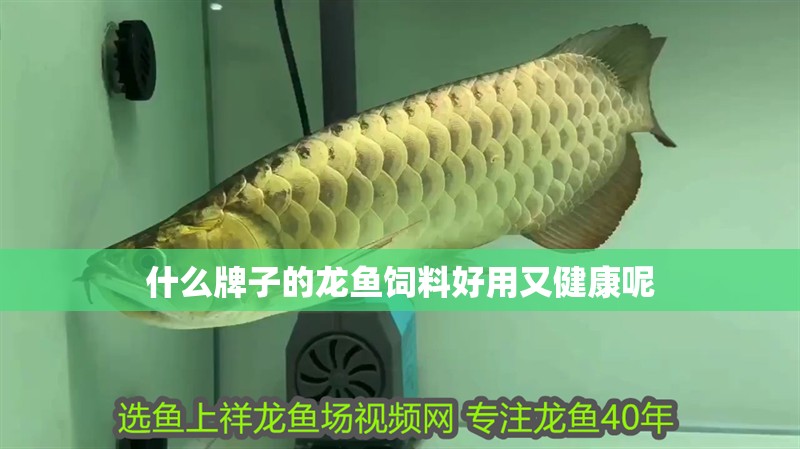 什么牌子的龍魚飼料好用又健康呢