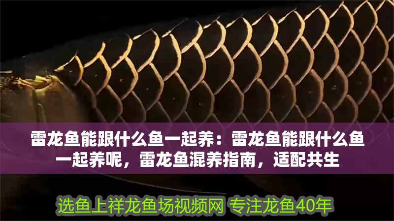 雷龍魚能跟什么魚一起養(yǎng)：雷龍魚能跟什么魚一起養(yǎng)呢，雷龍魚混養(yǎng)指南，適配共生