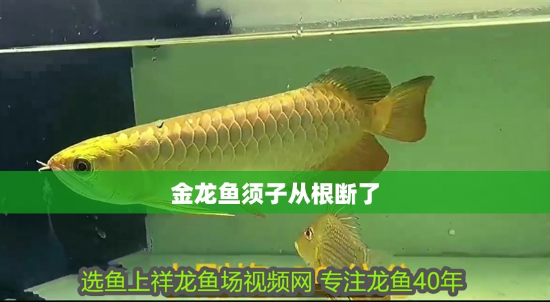 金龍魚須子從根斷了