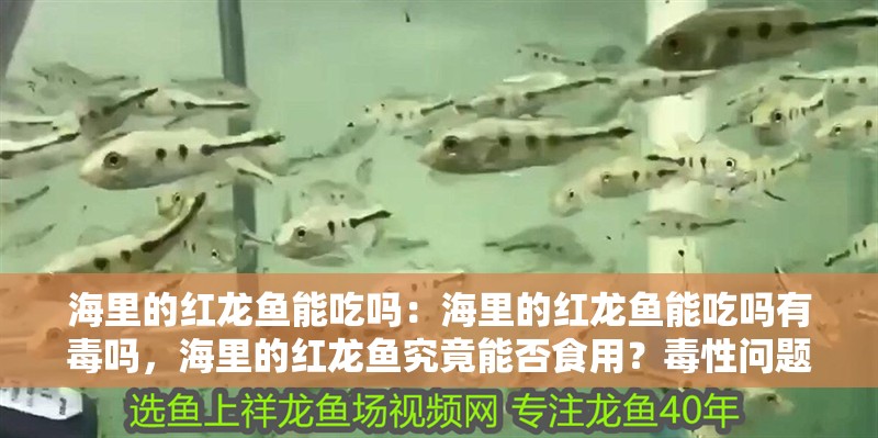 海里的紅龍魚(yú)能吃嗎：海里的紅龍魚(yú)能吃嗎有毒嗎，海里的紅龍魚(yú)究竟能否食用？毒性問(wèn)題全解析