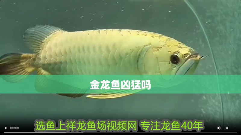 金龍魚兇猛嗎 金龍魚兇猛嗎 龍魚百科 第2張