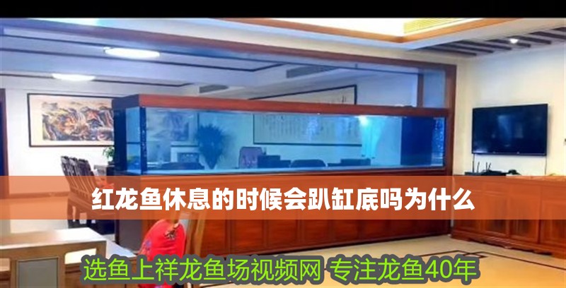 紅龍魚(yú)休息的時(shí)候會(huì)趴缸底嗎為什么 紅龍魚(yú)休息的時(shí)候會(huì)趴缸底嗎為什么 龍魚(yú)百科 第3張