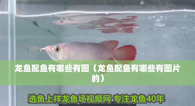 龍魚配魚有哪些有圖（龍魚配魚有哪些有圖片的） 龍魚配魚有哪些有圖（龍魚配魚有哪些有圖片的） 錦鯉魚百科 第1張