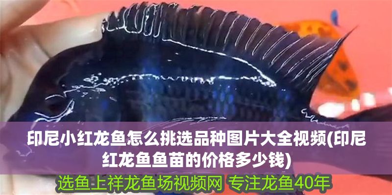 印尼小紅龍魚(yú)怎么挑選品種圖片大全視頻(印尼紅龍魚(yú)魚(yú)苗的價(jià)格多少錢(qián))