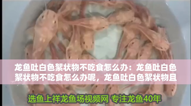 龍魚吐白色絮狀物不吃食怎么辦：龍魚吐白色絮狀物不吃食怎么辦呢，龍魚吐白色絮狀物且拒食的應對方法 龍魚吐白色絮狀物不吃食怎么辦：龍魚吐白色絮狀物不吃食怎么辦呢，龍魚吐白色絮狀物且拒食的應對方法 水族問答