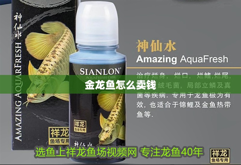 金龍魚怎么賣錢 金龍魚怎么賣錢 龍魚百科 第4張