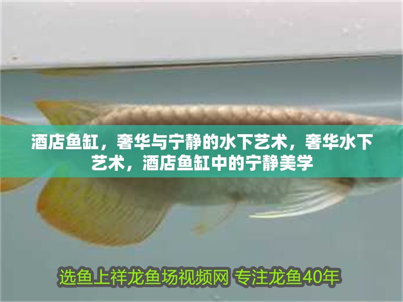 酒店魚缸，奢華與寧靜的水下藝術，奢華水下藝術，酒店魚缸中的寧靜美學