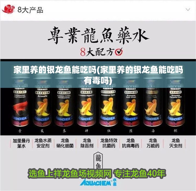 家里養(yǎng)的銀龍魚能吃嗎(家里養(yǎng)的銀龍魚能吃嗎有毒嗎) 家里養(yǎng)的銀龍魚能吃嗎(家里養(yǎng)的銀龍魚能吃嗎有毒嗎) 銀龍魚百科