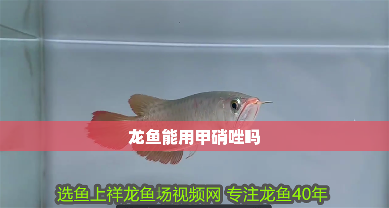 龍魚能用甲硝唑嗎 龍魚能用甲硝唑嗎 龍魚百科 第2張