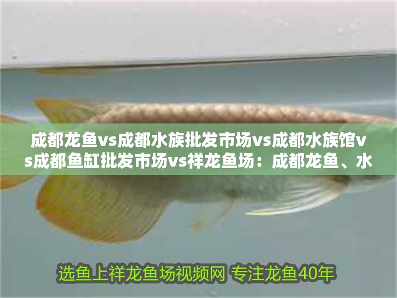 成都龍魚vs成都水族批發(fā)市場(chǎng)vs成都水族館vs成都魚缸批發(fā)市場(chǎng)vs祥龍魚場(chǎng)：成都龍魚、水族批發(fā)市場(chǎng)、魚缸批發(fā)市場(chǎng)、魚缸批發(fā)市場(chǎng)地址介紹