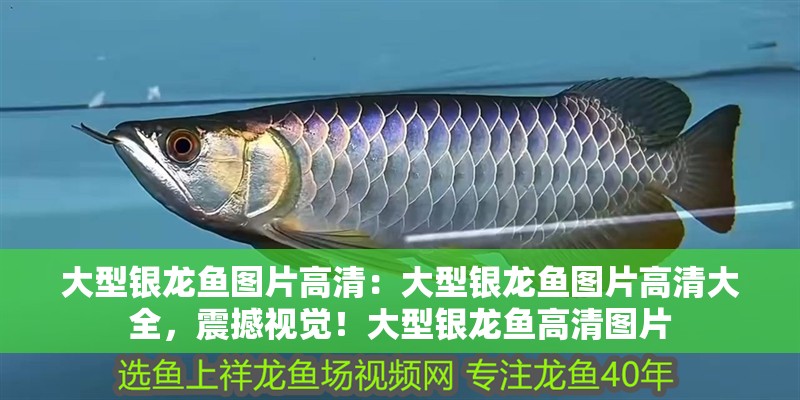 大型銀龍魚圖片高清：大型銀龍魚圖片高清大全，震撼視覺！大型銀龍魚高清圖片