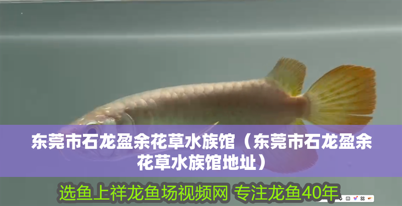 東莞市石龍盈余花草水族館（東莞市石龍盈余花草水族館地址）