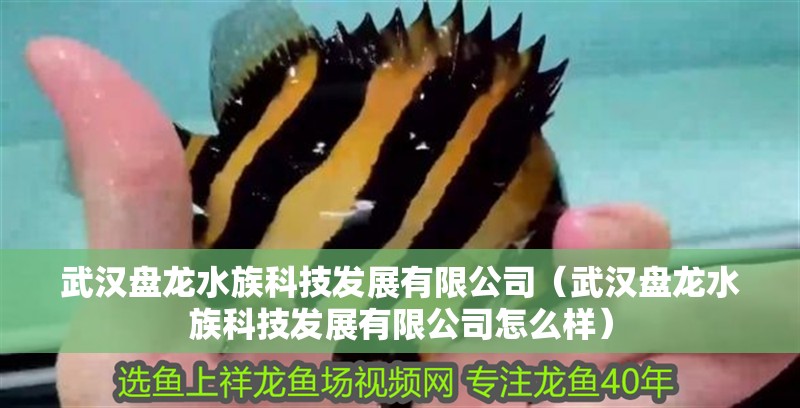 武漢盤龍水族科技發(fā)展有限公司（武漢盤龍水族科技發(fā)展有限公司怎么樣） 武漢盤龍水族科技發(fā)展有限公司（武漢盤龍水族科技發(fā)展有限公司怎么樣） 全國水族館企業(yè)名錄 第2張