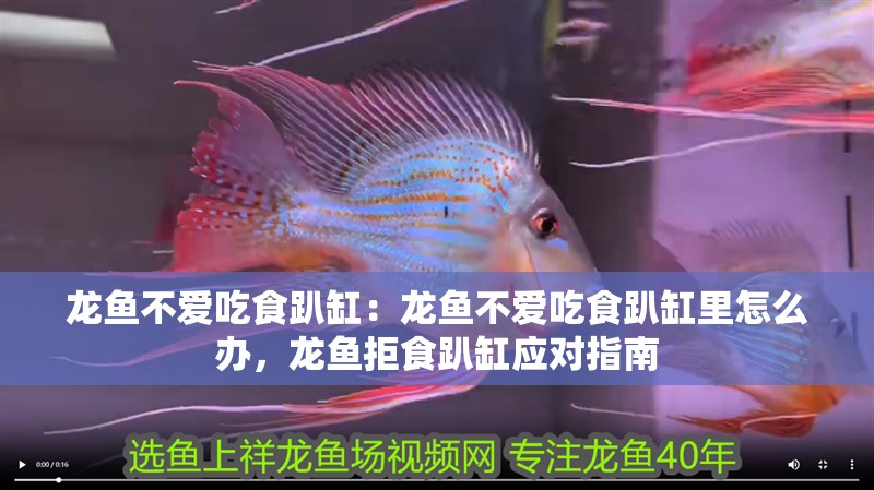 龍魚(yú)不愛(ài)吃食趴缸：龍魚(yú)不愛(ài)吃食趴缸里怎么辦，龍魚(yú)拒食趴缸應(yīng)對(duì)指南