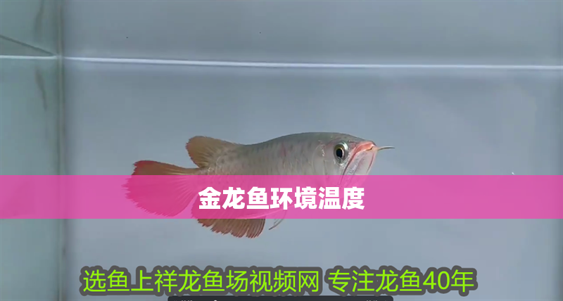 金龍魚環(huán)境溫度