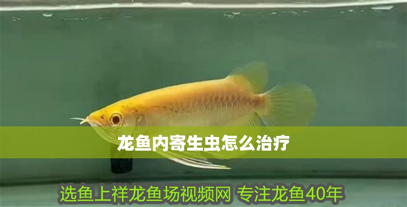龍魚內寄生蟲怎么治療