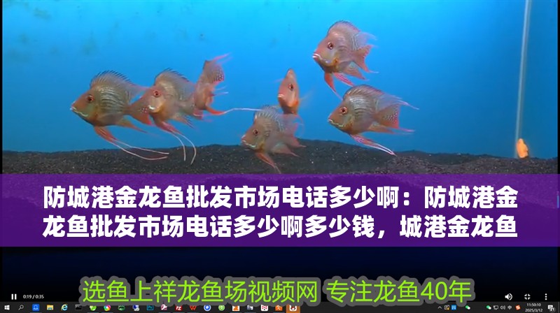 防城港金龍魚批發(fā)市場電話多少啊：防城港金龍魚批發(fā)市場電話多少啊多少錢，城港金龍魚批發(fā)市場聯(lián)系電話及價(jià)格