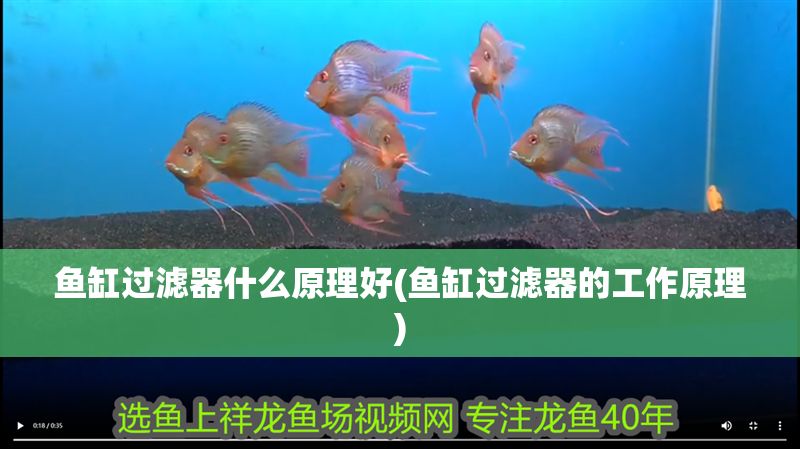 魚缸過濾器什么原理好(魚缸過濾器的工作原理) 元寶鳳凰魚百科 第1張 魚缸過濾器什么原理好(魚缸過濾器的工作原理) 魚缸過濾器什么原理好(魚缸過濾器的工作原理) 元寶鳳凰魚百科 第1張