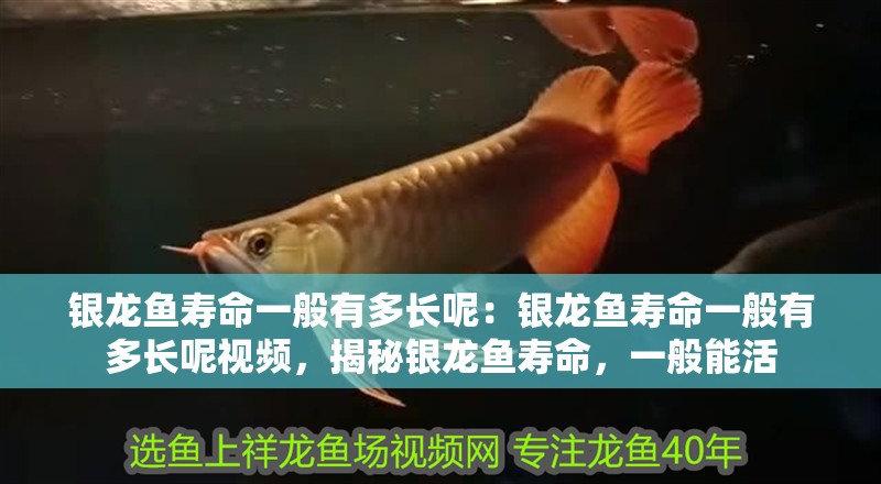 銀龍魚壽命一般有多長呢：銀龍魚壽命一般有多長呢視頻，揭秘銀龍魚壽命，一般能活