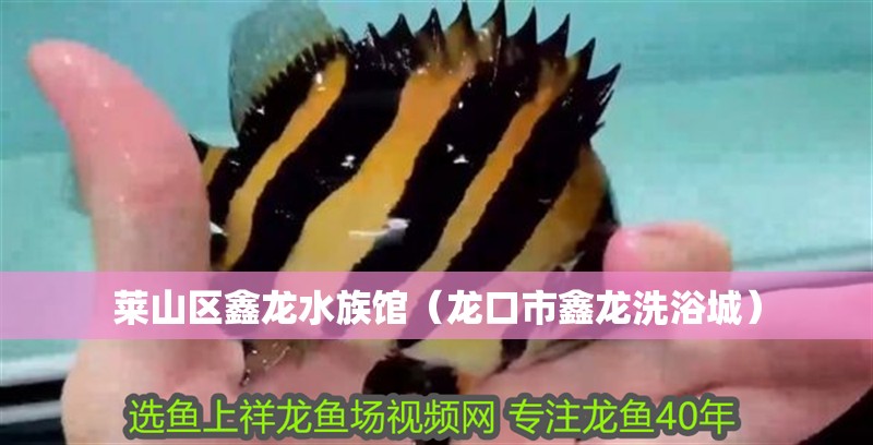 萊山區(qū)鑫龍水族館（龍口市鑫龍洗浴城）