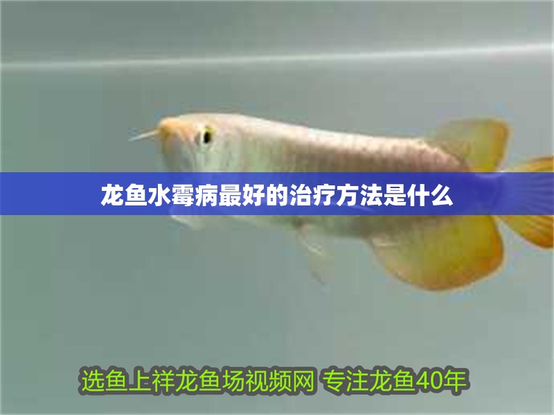 龍魚水霉病最好的治療方法是什么 龍魚水霉病最好的治療方法是什么 龍魚百科 第2張
