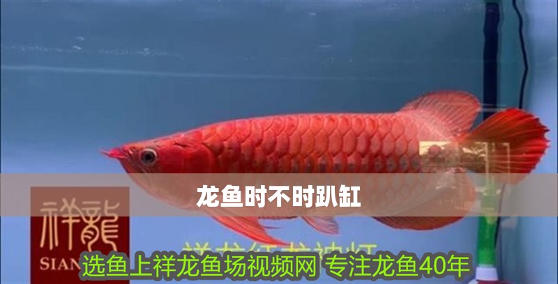 龍魚時(shí)不時(shí)趴缸