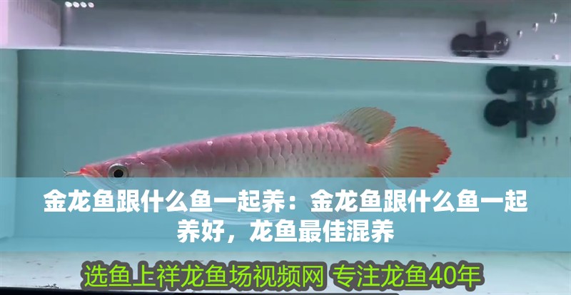 金龍魚跟什么魚一起養(yǎng)：金龍魚跟什么魚一起養(yǎng)好，龍魚最佳混養(yǎng)