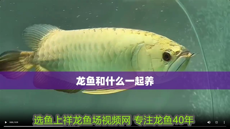 龍魚和什么一起養(yǎng) 龍魚和什么一起養(yǎng) 龍魚百科